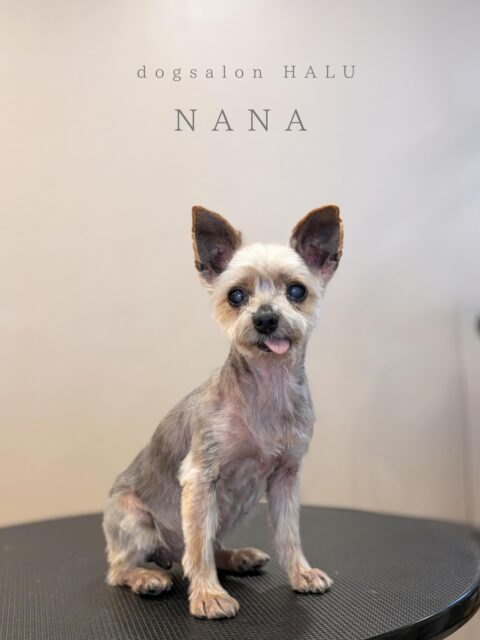 .

◎ななちゃん

✦┈┈┈┈┈┈┈┈┈┈┈┈┈┈┈✦

@2ndgarden__withpets 

ペットと一緒に撮影できる開放的な路面スタジオ
柔らかな光とナチュラルな世界観で
いつもの表情をちょっぴり特別に𓆸 𓈒𓏸

トリミング後にそのまま撮影もできます❅*॰ॱ

#トリミング#ドックサロン#相模原市#ひとりまー