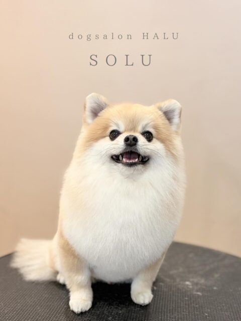 .

◎そるちゃん

✦┈┈┈┈┈┈┈┈┈┈┈┈┈┈┈✦

@2ndgarden__withpets 

ペットと一緒に撮影できる開放的な路面スタジオ
柔らかな光とナチュラルな世界観で
いつもの表情をちょっぴり特別に𓆸 𓈒𓏸

トリミング後にそのまま撮影もできます❅*॰ॱ

#トリミング#ドックサロン#相模原市#ひとりまー