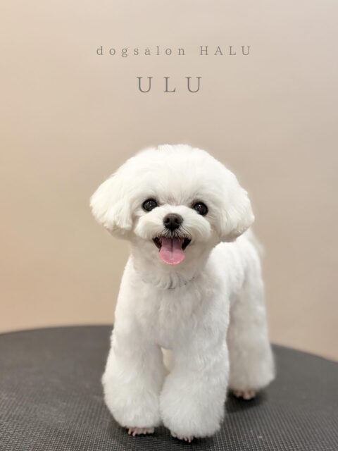 .

◎うるちゃん

✦┈┈┈┈┈┈┈┈┈┈┈┈┈┈┈✦

@2ndgarden__withpets 

ペットと一緒に撮影できる開放的な路面スタジオ
柔らかな光とナチュラルな世界観で
いつもの表情をちょっぴり特別に𓆸 𓈒𓏸

トリミング後にそのまま撮影もできます❅*॰ॱ

#トリミング#ドックサロン#相模原市#ひとりまー