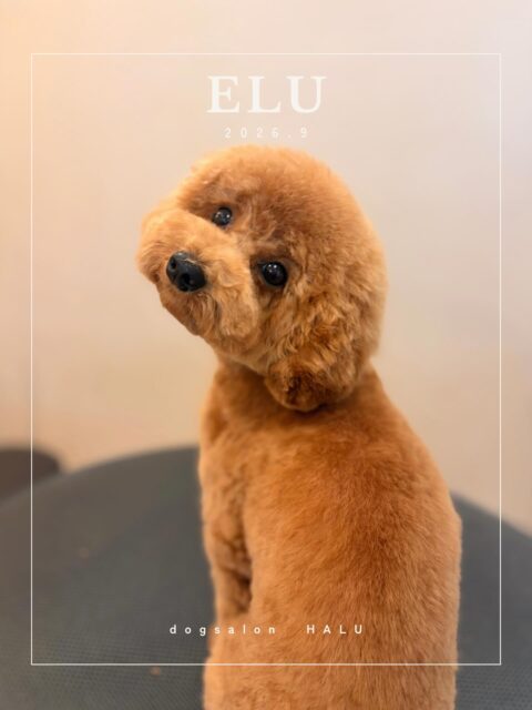 .

◎エルちゃん

✦┈┈┈┈┈┈┈┈┈┈┈┈┈┈┈✦

@2ndgarden__withpets 

ペットと一緒に撮影できる開放的な路面スタジオ
柔らかな光とナチュラルな世界観で
いつもの表情をちょっぴり特別に𓆸 𓈒𓏸

トリミング後にそのまま撮影もできます❅*॰ॱ

#トリミング#ドックサロン#相模原市#ひとりまー