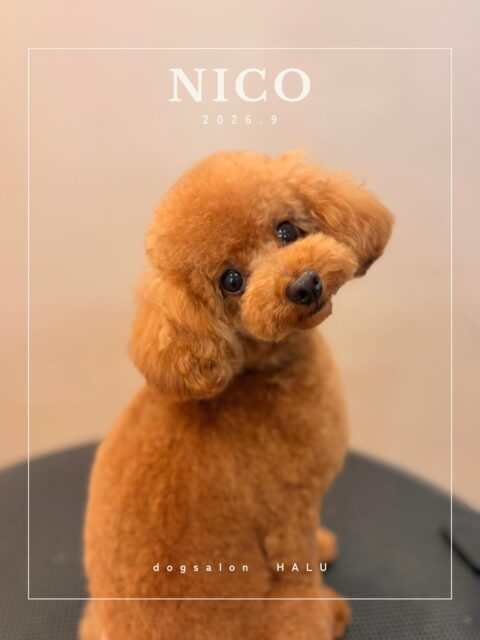 .

◎にこちゃん

✦┈┈┈┈┈┈┈┈┈┈┈┈┈┈┈✦

@2ndgarden__withpets 

ペットと一緒に撮影できる開放的な路面スタジオ
柔らかな光とナチュラルな世界観で
いつもの表情をちょっぴり特別に𓆸 𓈒𓏸

トリミング後にそのまま撮影もできます❅*॰ॱ

#トリミング#ドックサロン#相模原市#ひとりまー