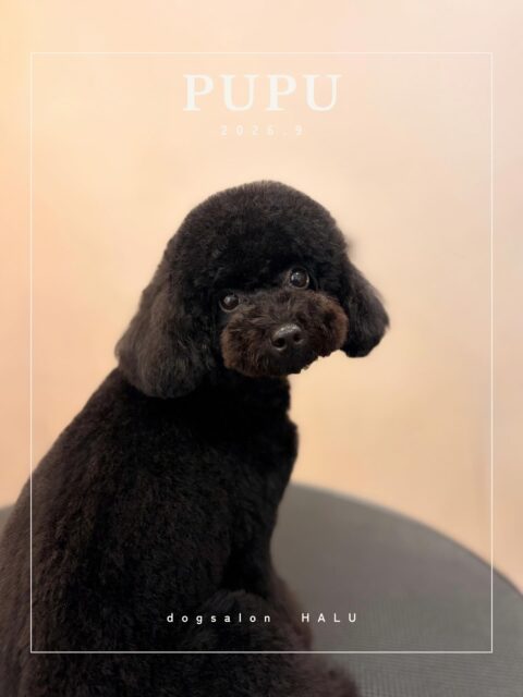 .

◎ぷぷちゃん

✦┈┈┈┈┈┈┈┈┈┈┈┈┈┈┈✦

@2ndgarden__withpets 

ペットと一緒に撮影できる開放的な路面スタジオ
柔らかな光とナチュラルな世界観で
いつもの表情をちょっぴり特別に𓆸 𓈒𓏸

トリミング後にそのまま撮影もできます❅*॰ॱ

#トリミング#ドックサロン#相模原市#ひとりまー