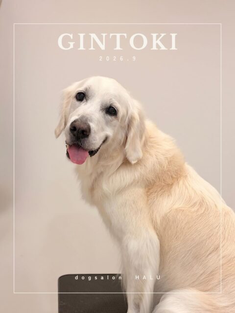 .

◎銀時ちゃん

✦┈┈┈┈┈┈┈┈┈┈┈┈┈┈┈✦

@2ndgarden__withpets 

ペットと一緒に撮影できる開放的な路面スタジオ
柔らかな光とナチュラルな世界観で
いつもの表情をちょっぴり特別に𓆸 𓈒𓏸

トリミング後にそのまま撮影もできます❅*॰ॱ

#トリミング#ドックサロン#相模原市#ひとりまー